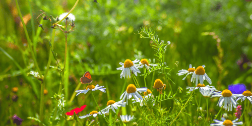 Promoting biodiversity through quarry restoration: A technical evening with Andy Littler